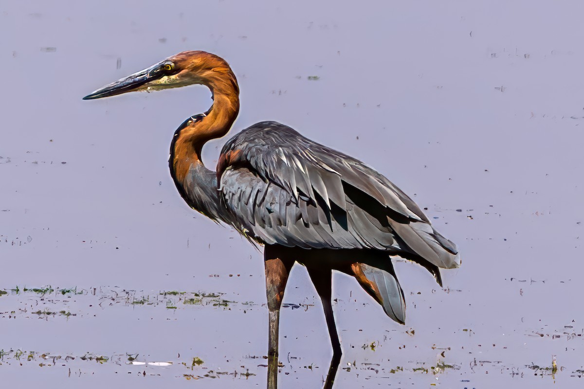Goliath Heron - ML642031589