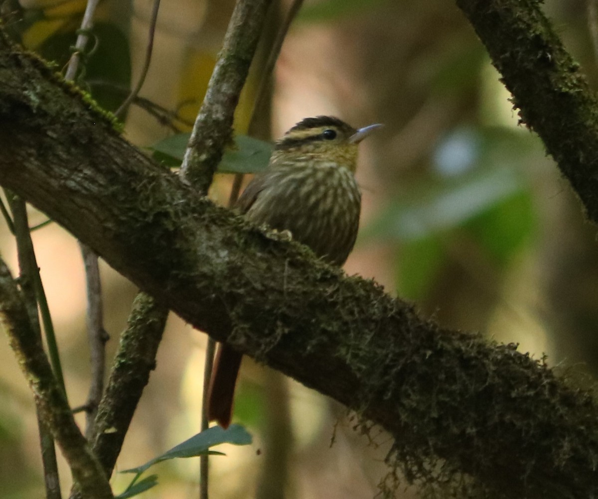 Sharp-billed Treehunter - ML642031590