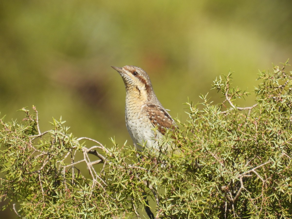 Eurasian Wryneck - ML642031591