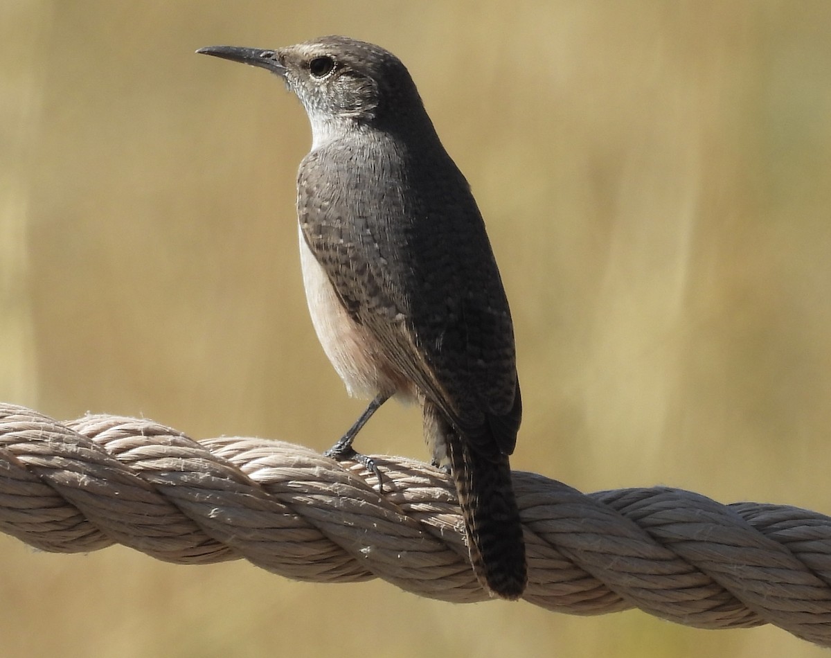 Rock Wren - ML642031592