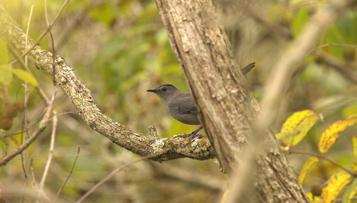 Gray Catbird - ML642031596