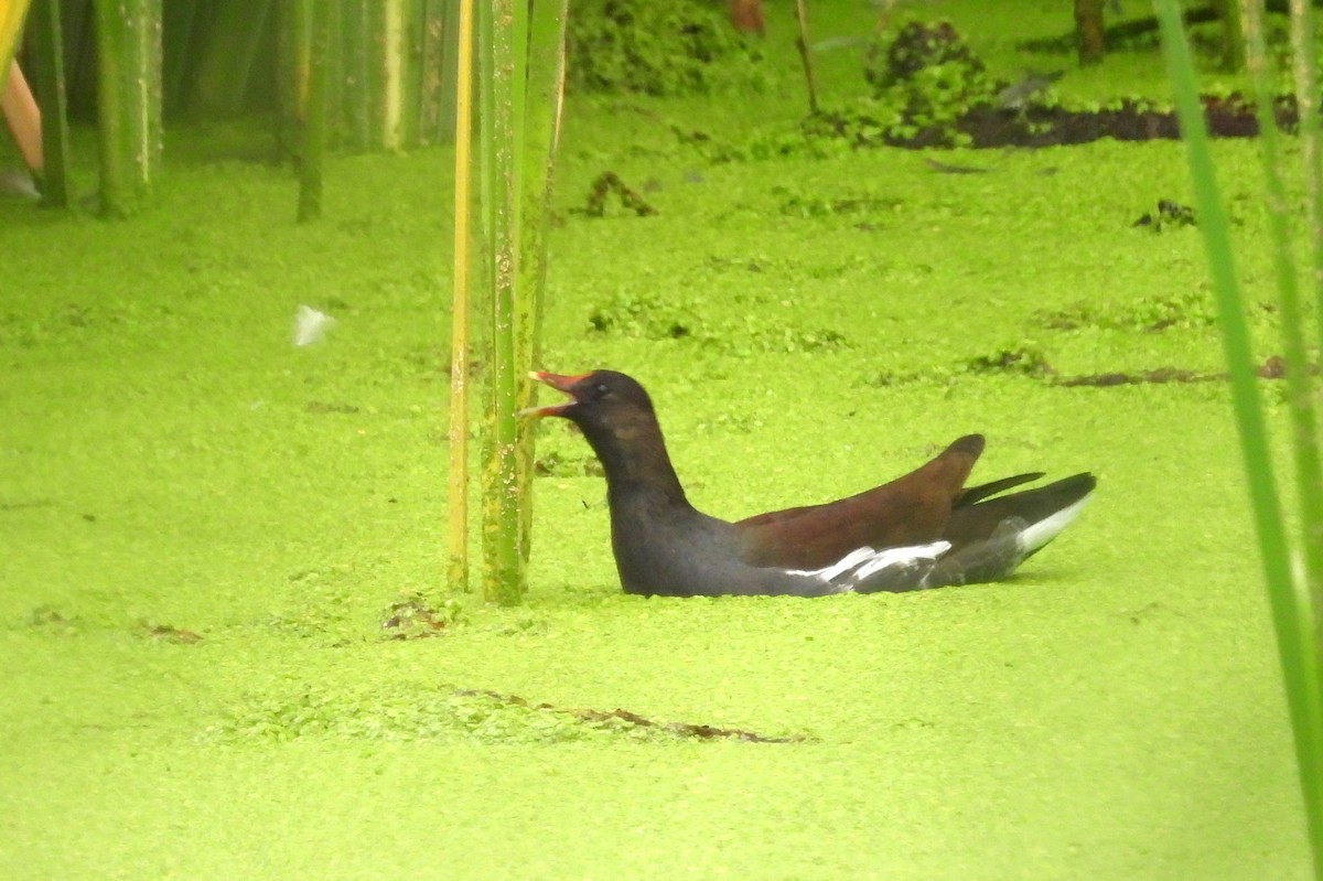 Common Gallinule - ML642031597