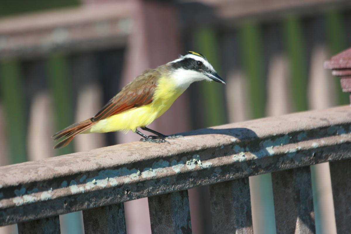 Great Kiskadee - ML642031598