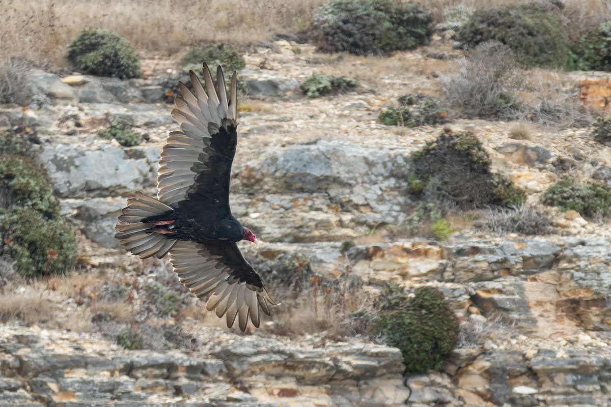 Turkey Vulture - ML642031599