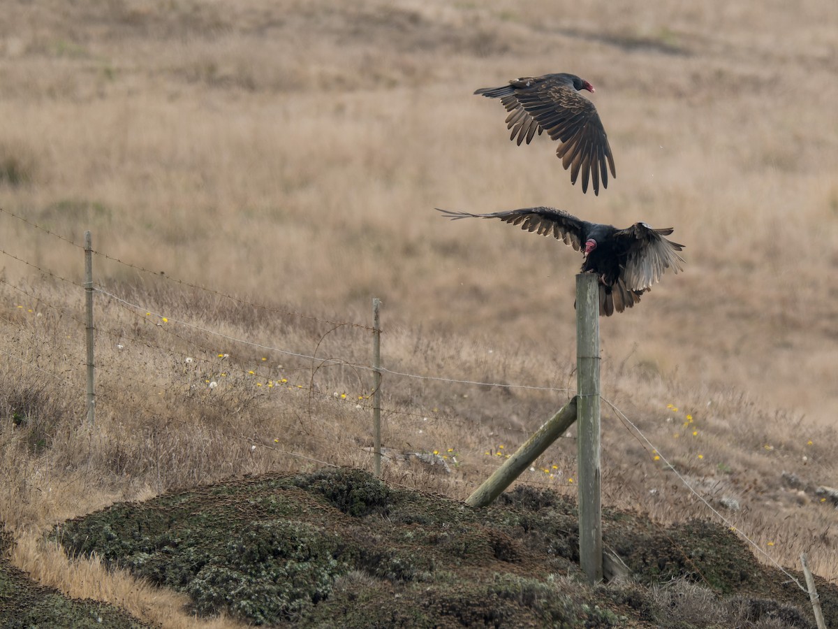 Turkey Vulture - ML642031600