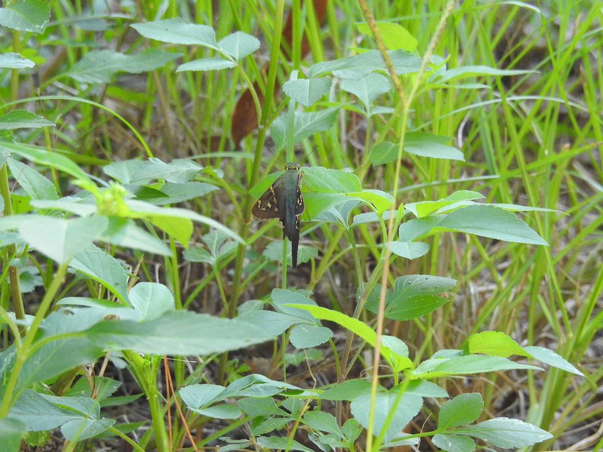Long-tailed Skipper - ML642031601