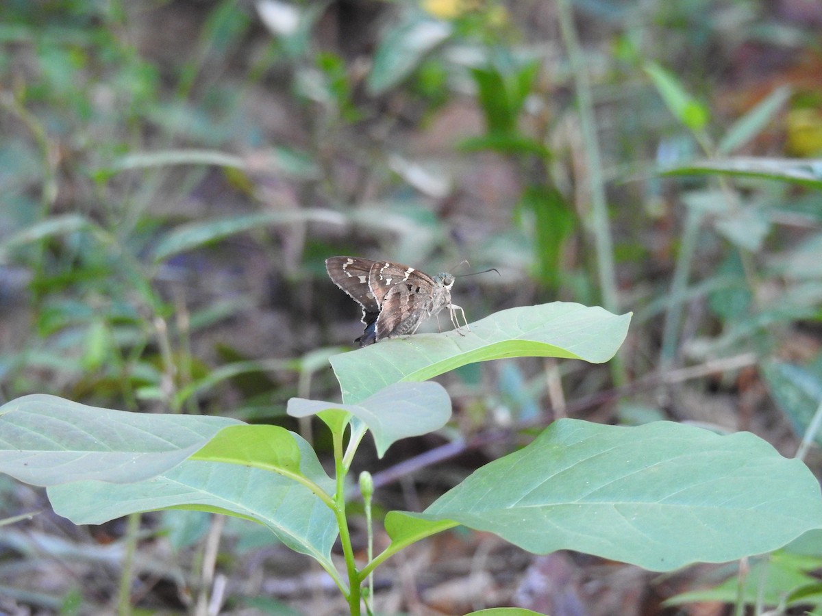 Long-tailed Skipper - ML642031602