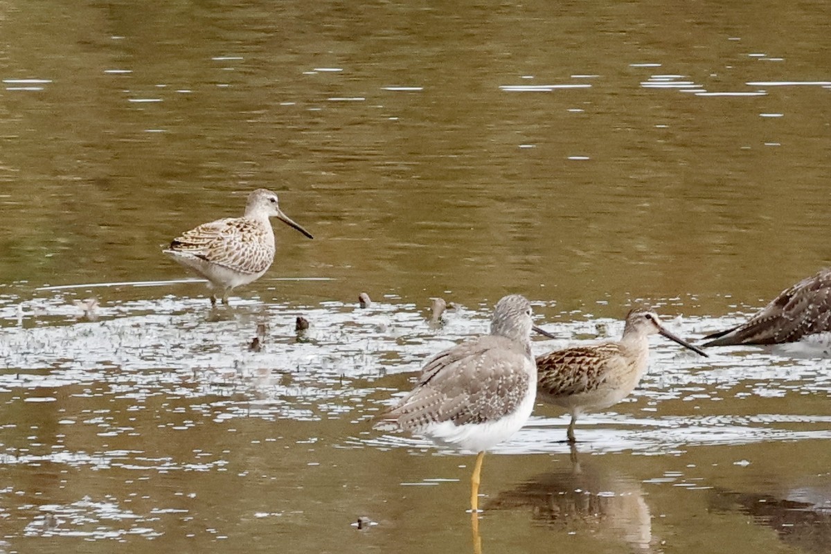 Short-billed Dowitcher - ML642031603