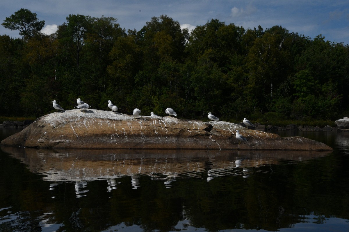 Ring-billed Gull - ML642031604