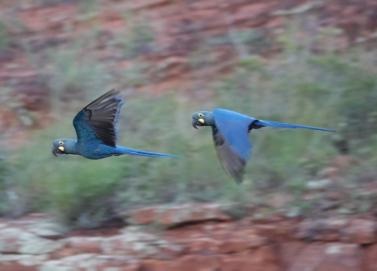 Indigo Macaw - ML642031606