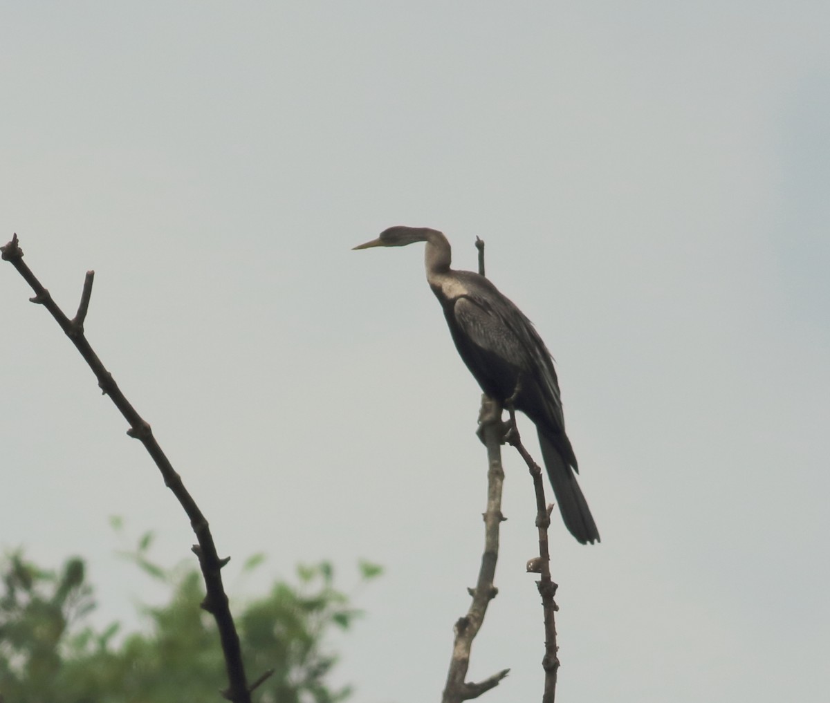 Oriental Darter - ML642031607