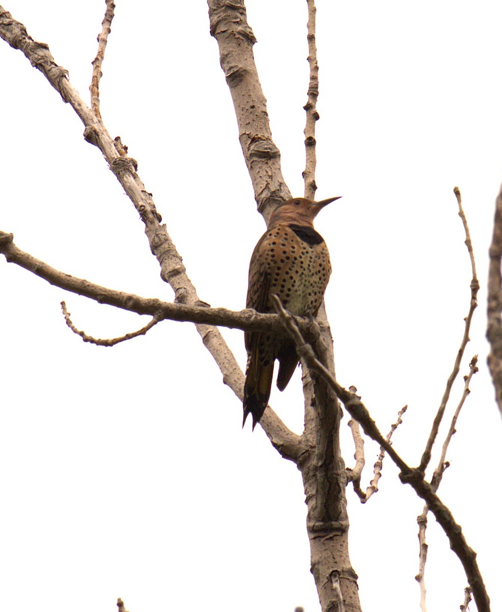 Northern Flicker - ML642031609