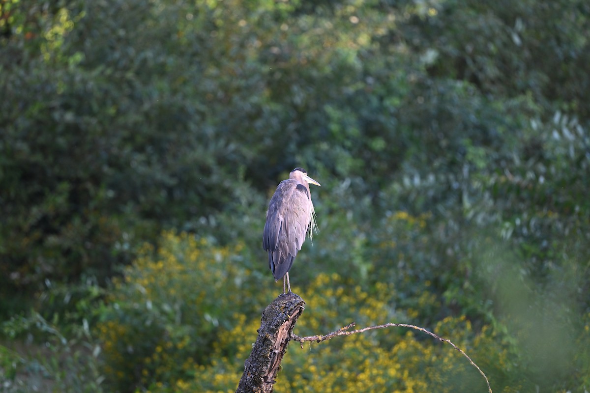 Great Blue Heron - ML642031610