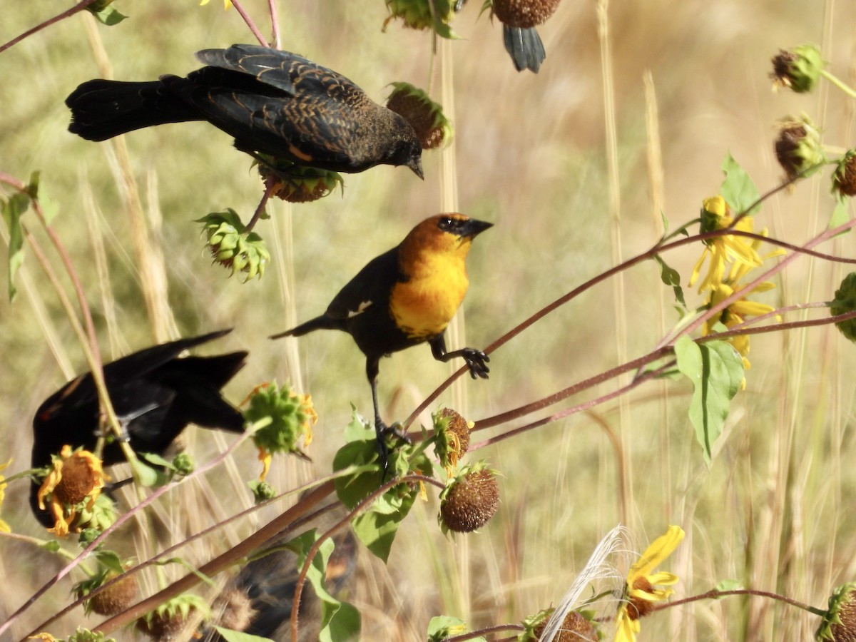 Yellow-headed Blackbird - ML642031611