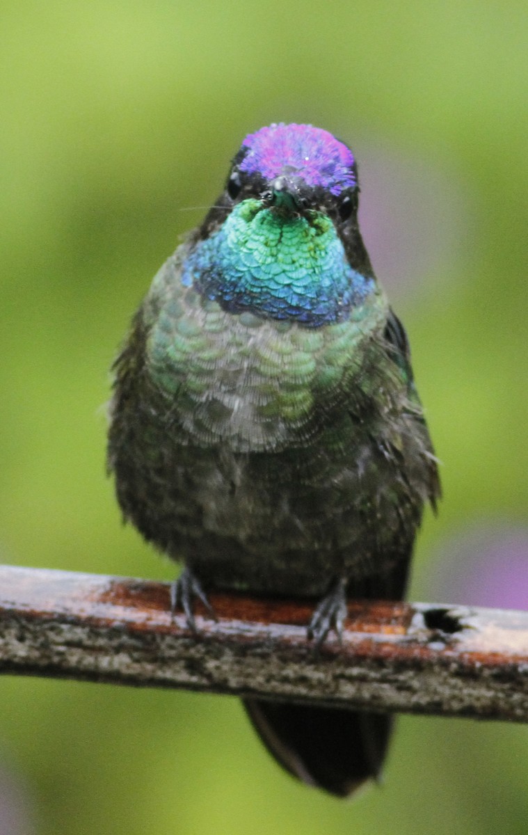 Talamanca Hummingbird - ML642031612