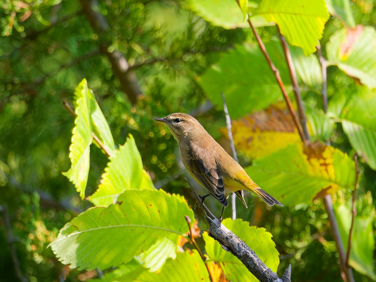 Palm Warbler - ML642031613