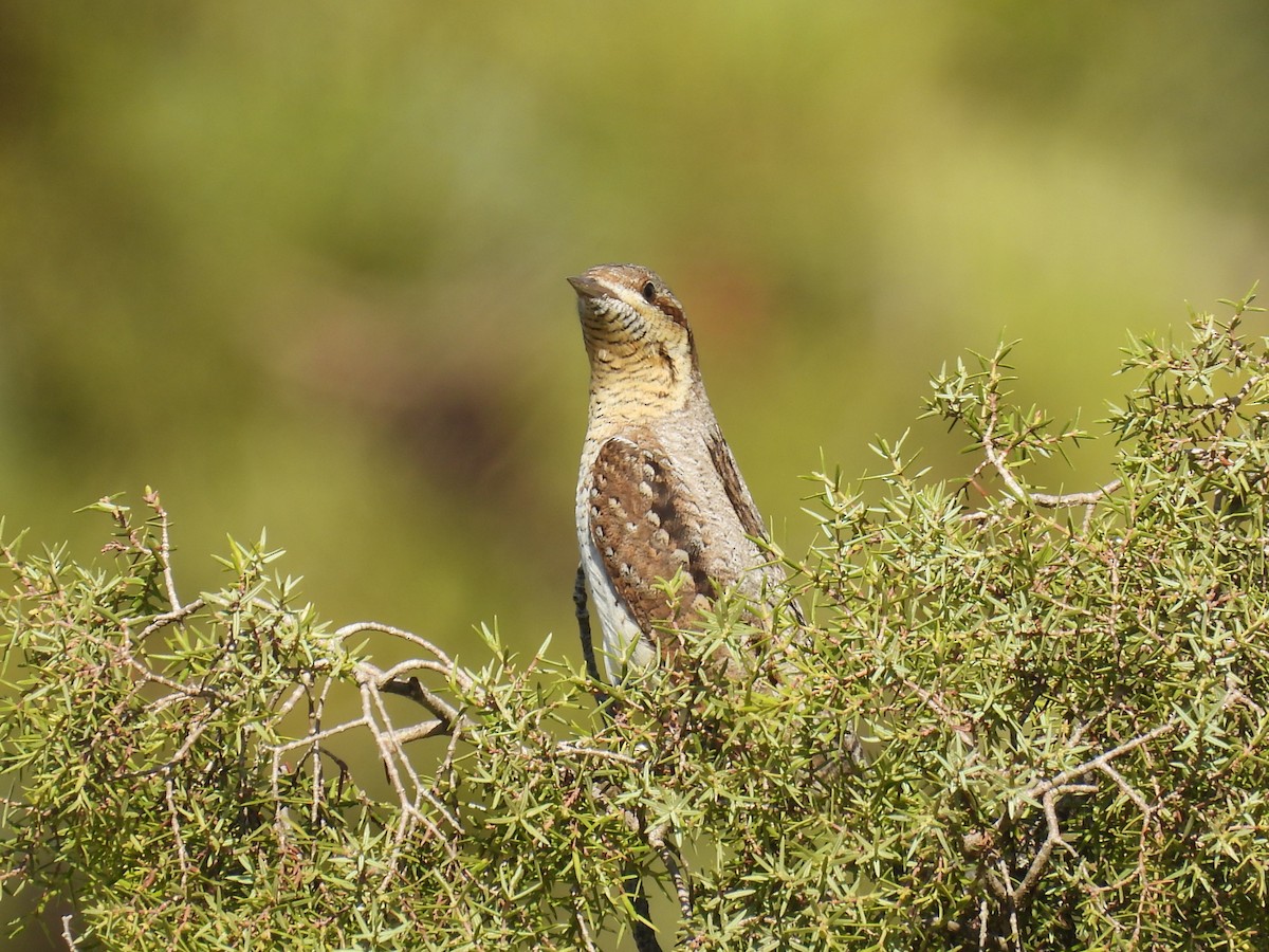 Eurasian Wryneck - ML642031622
