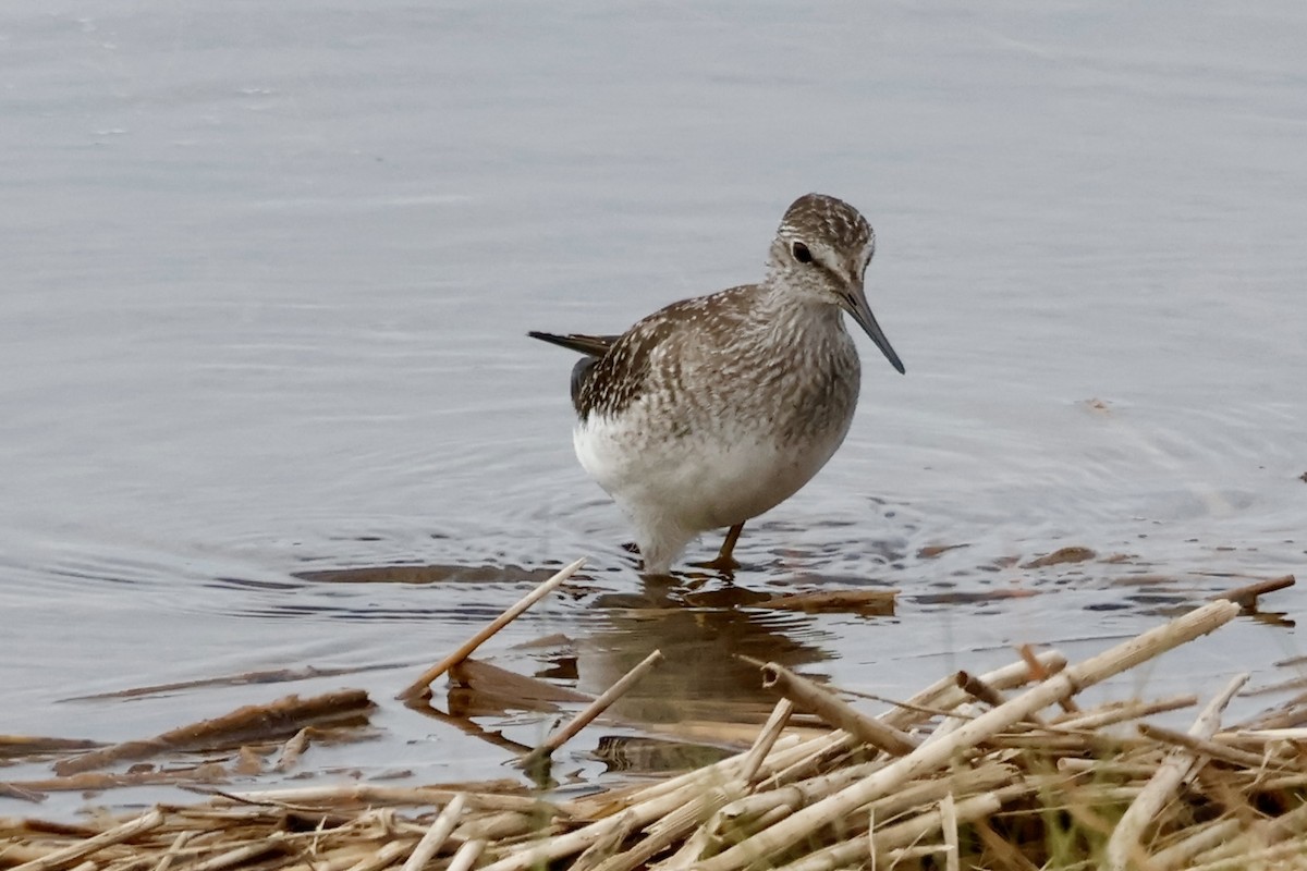 Lesser Yellowlegs - ML642031625