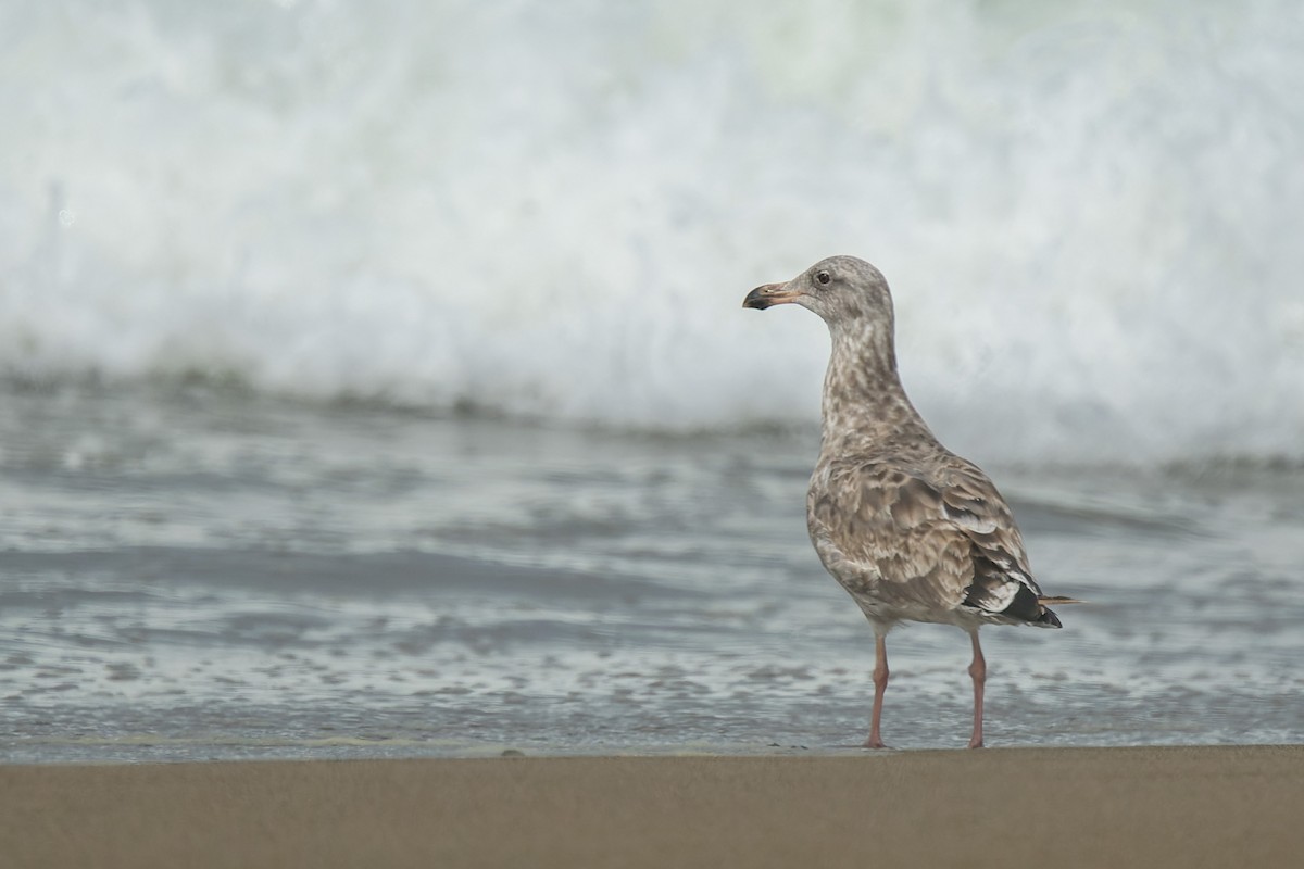 Western Gull - ML642031627