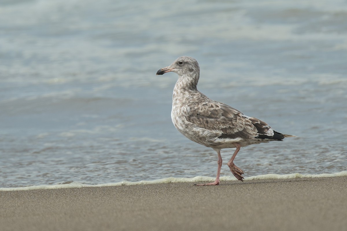 Western Gull - ML642031628