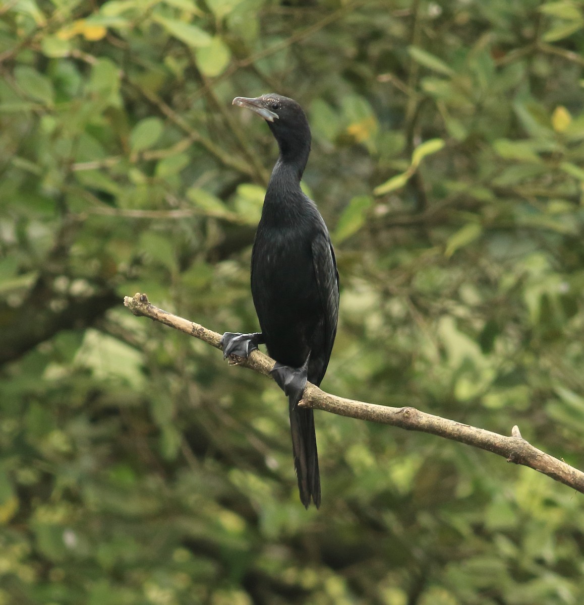 Little Cormorant - ML642031647