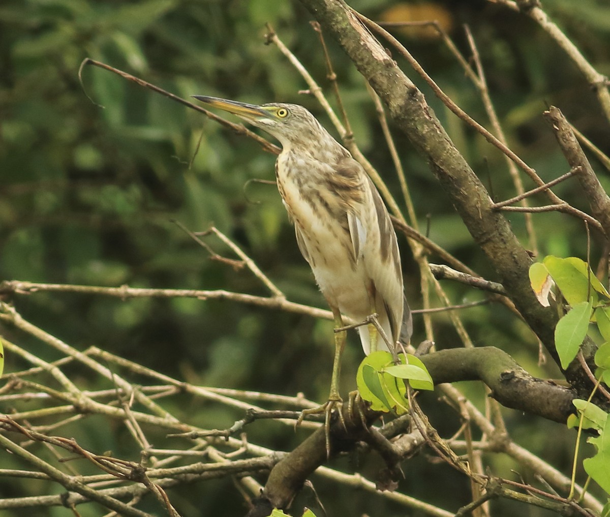 Indian Pond-Heron - ML642031658