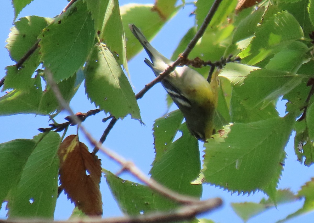 lesňáček lišejníkový - ML642031678