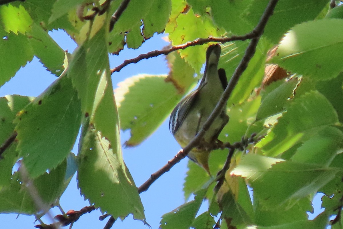 lesňáček lišejníkový - ML642031679