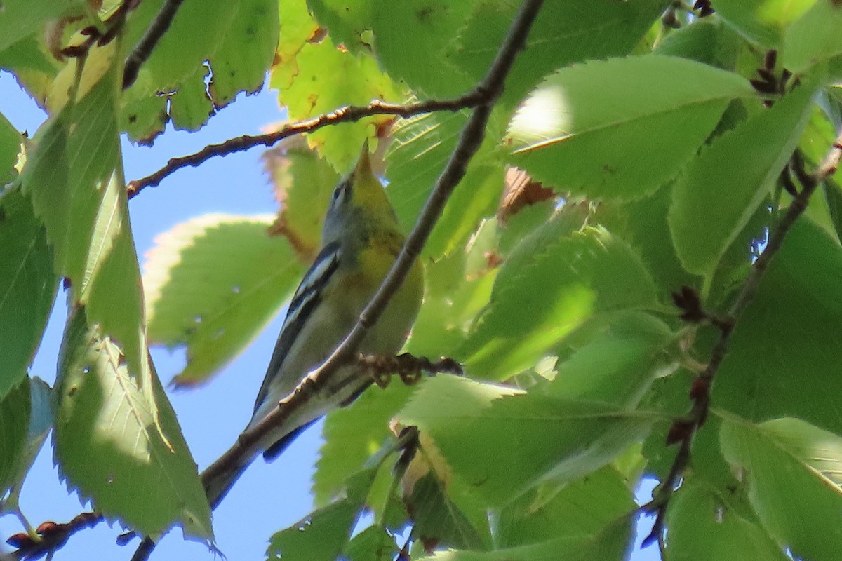 lesňáček lišejníkový - ML642031680