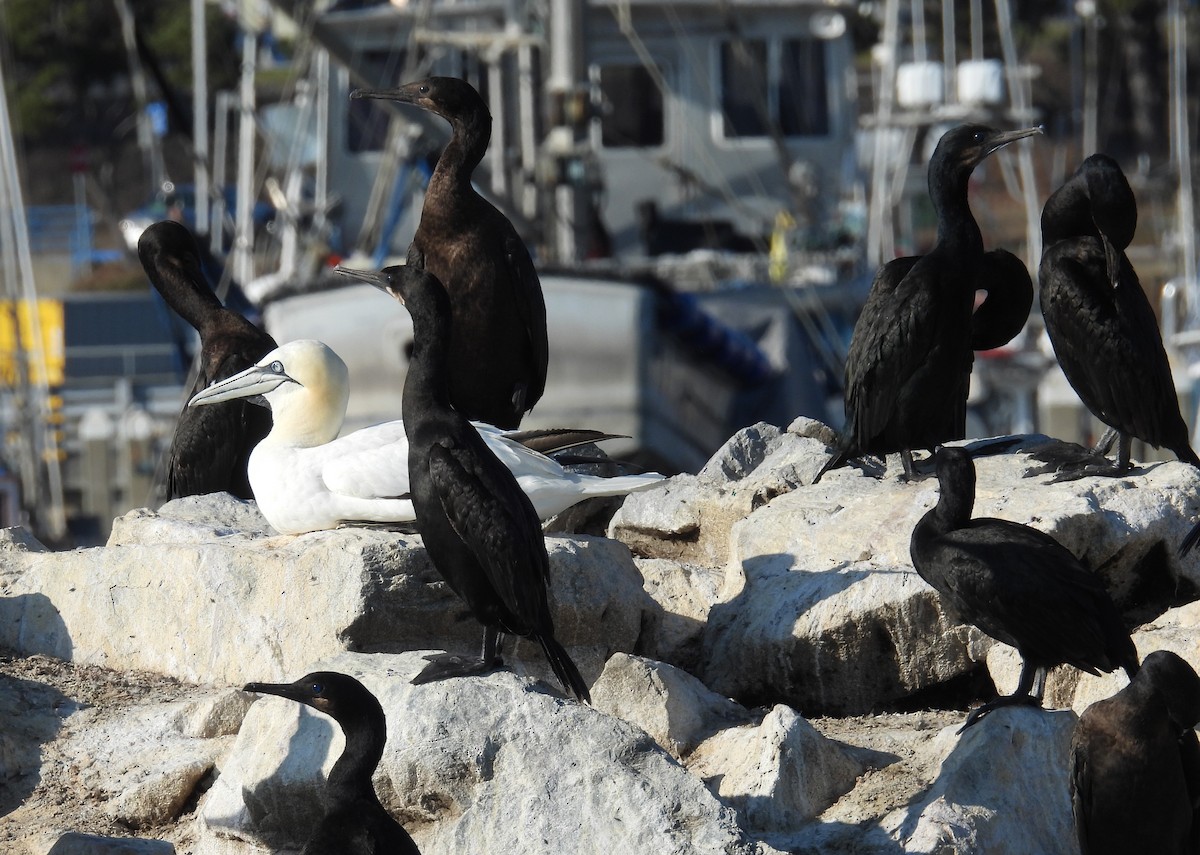 Brandt's Cormorant - ML642031682