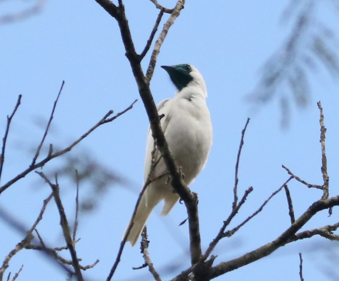Bare-throated Bellbird - ML642031683