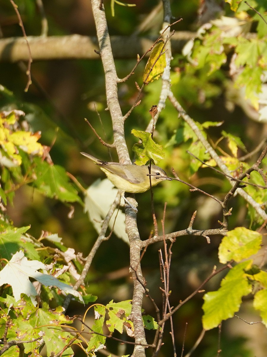 Philadelphia Vireo - ML642031690