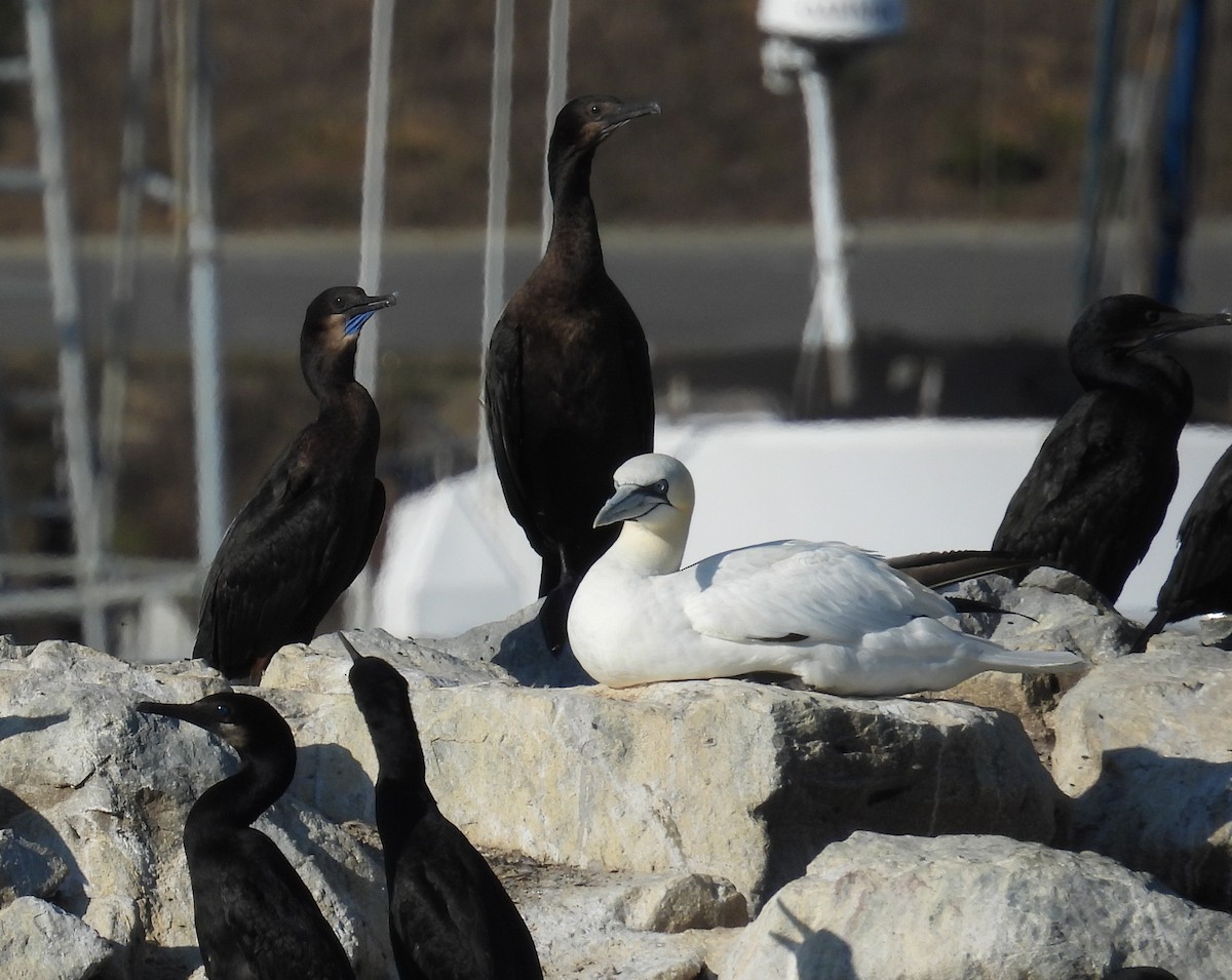 Brandt's Cormorant - ML642031691