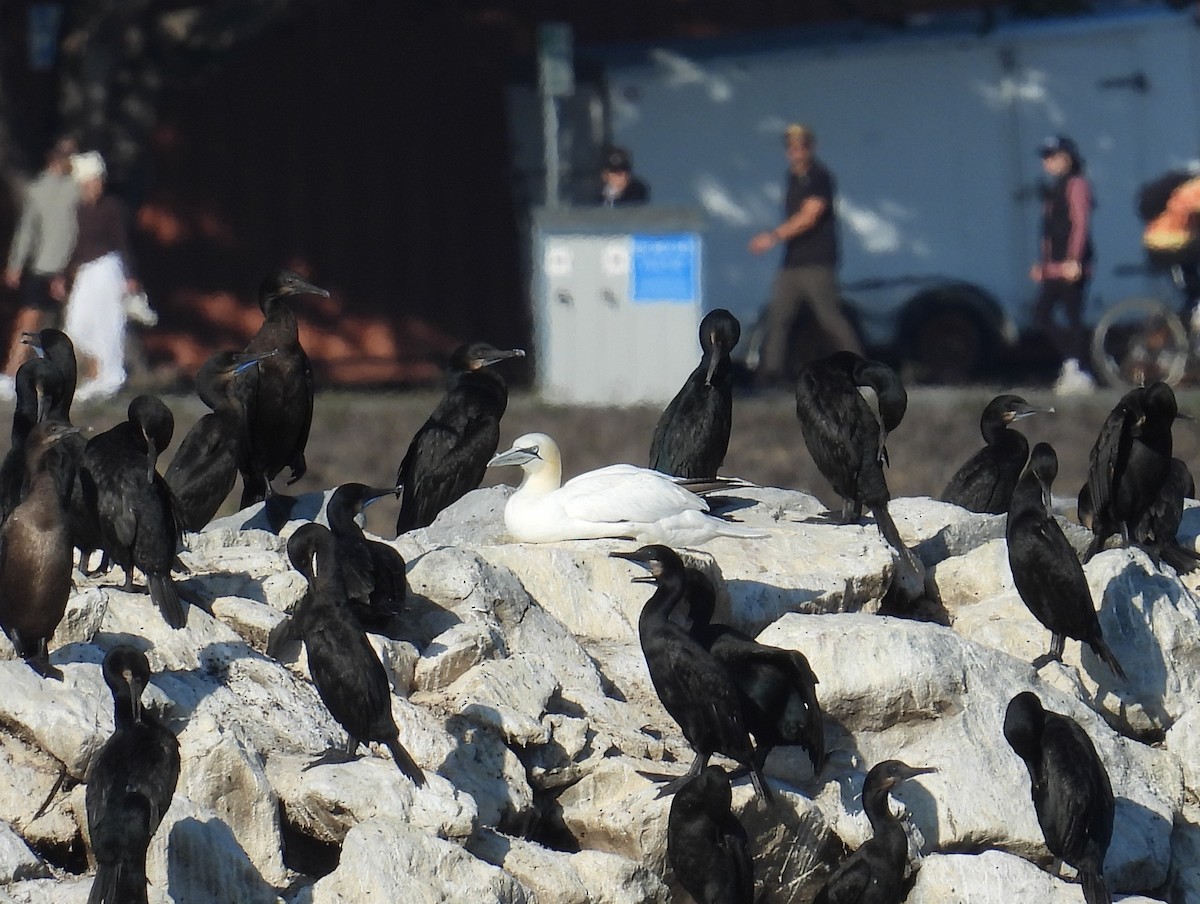Brandt's Cormorant - ML642031697