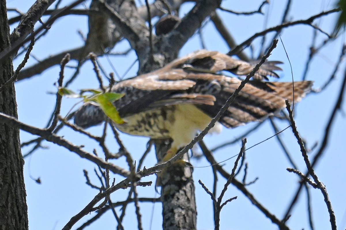 Red-tailed Hawk - ML642031705