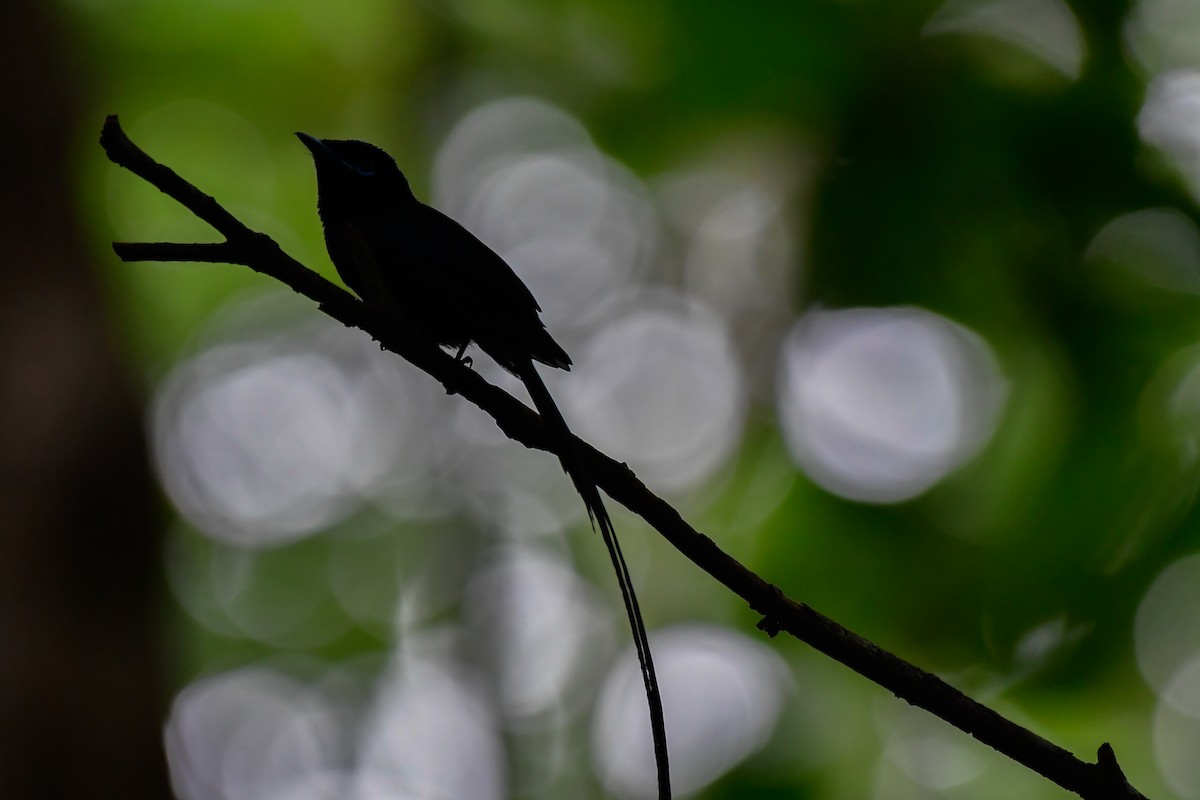 Seychelles Paradise-Flycatcher - ML642031706