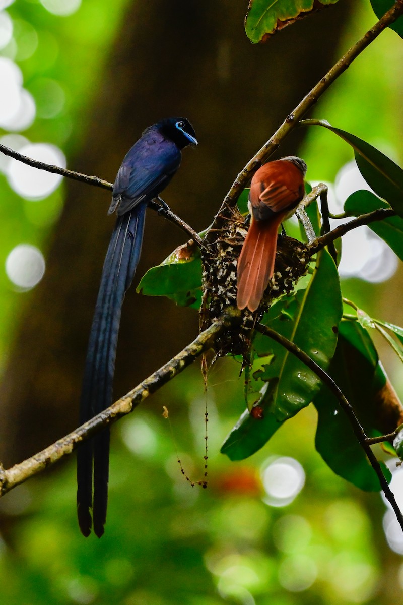 Seychelles Paradise-Flycatcher - ML642031707