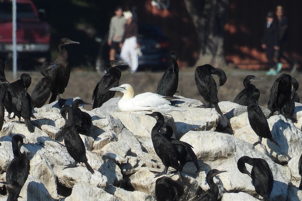 Brandt's Cormorant - ML642031708