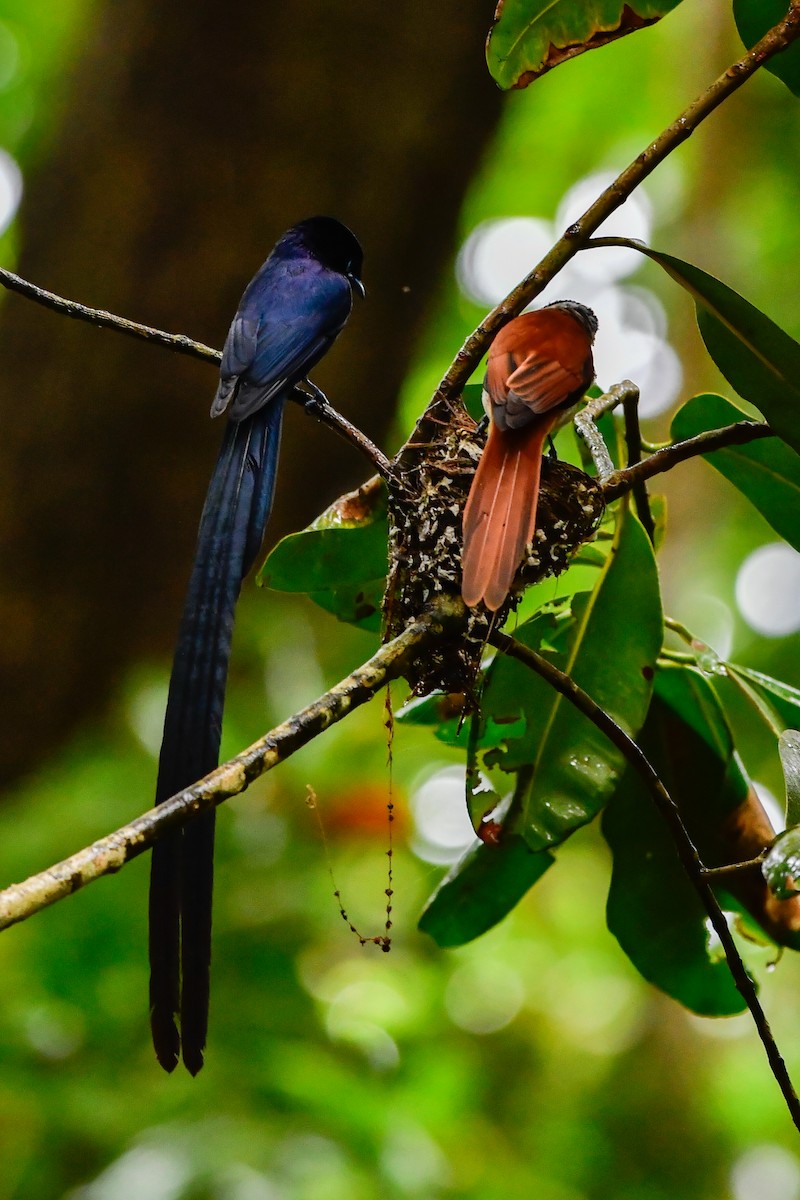 Seychelles Paradise-Flycatcher - ML642031709