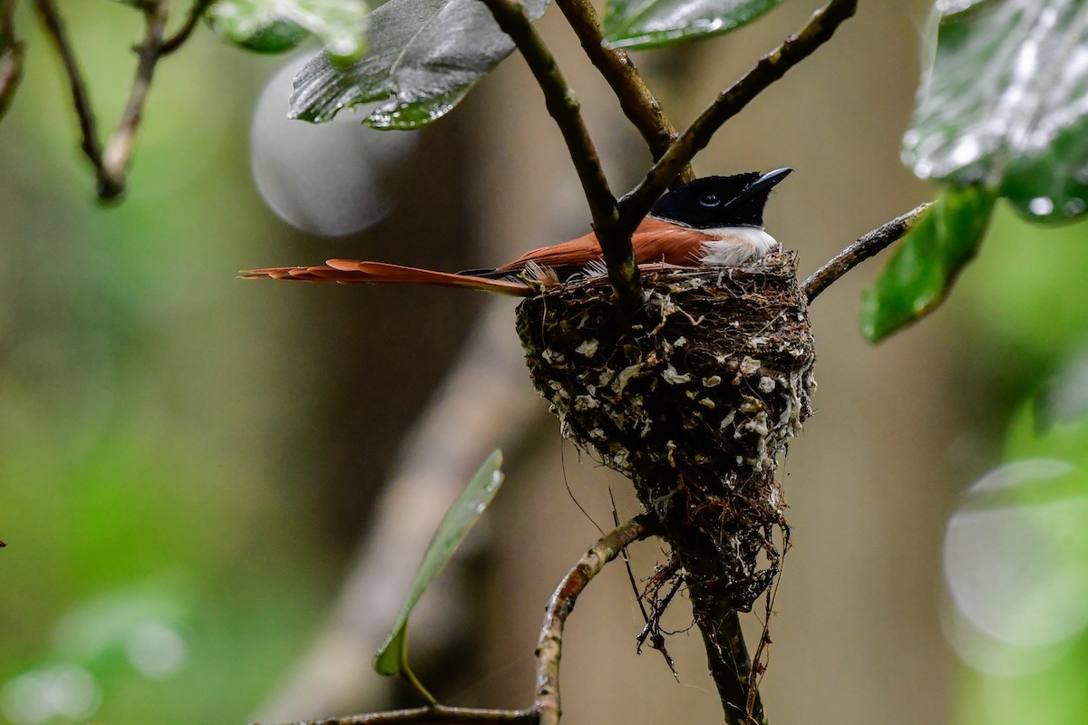 Seychelles Paradise-Flycatcher - ML642031710