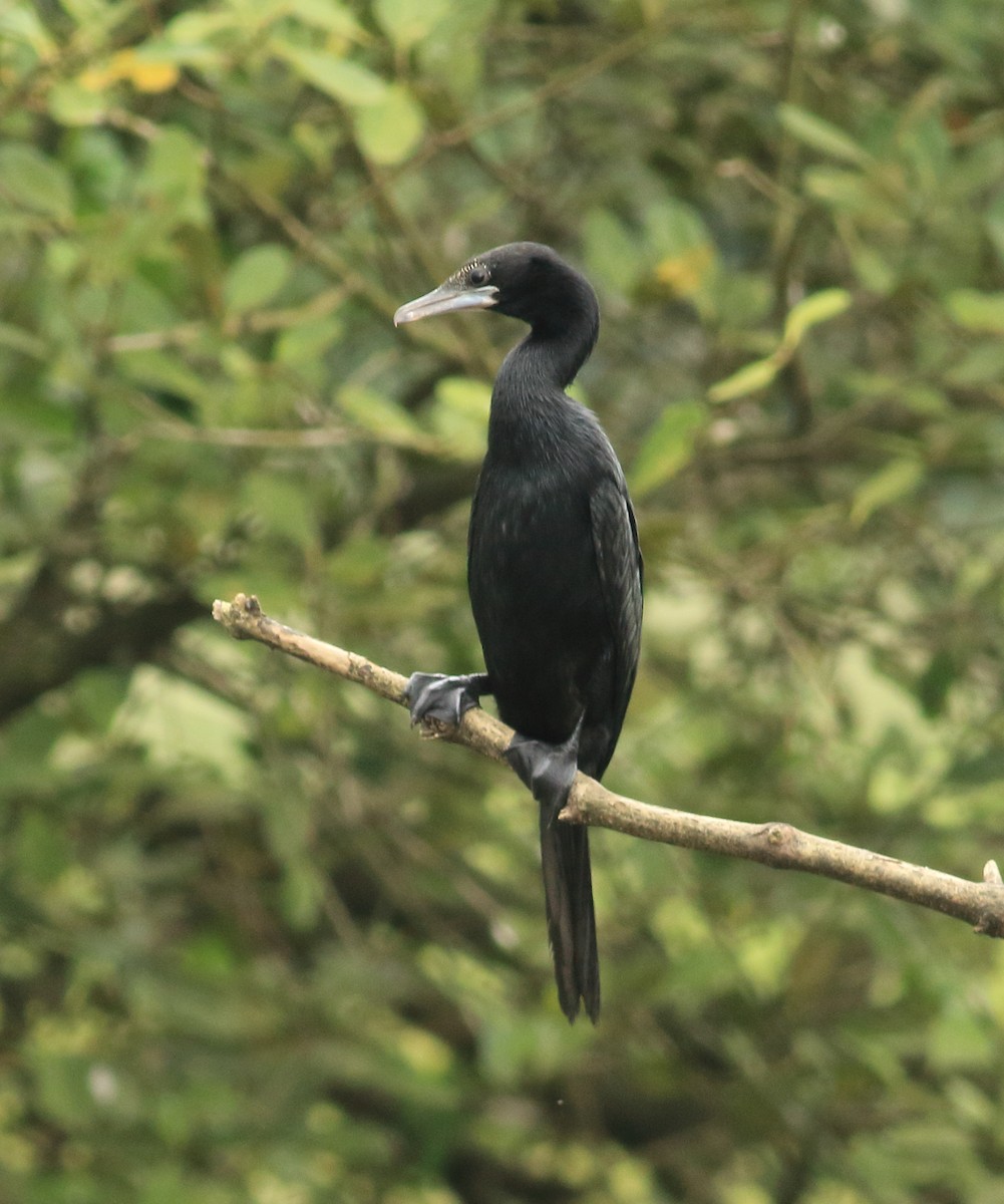 Little Cormorant - ML642031711