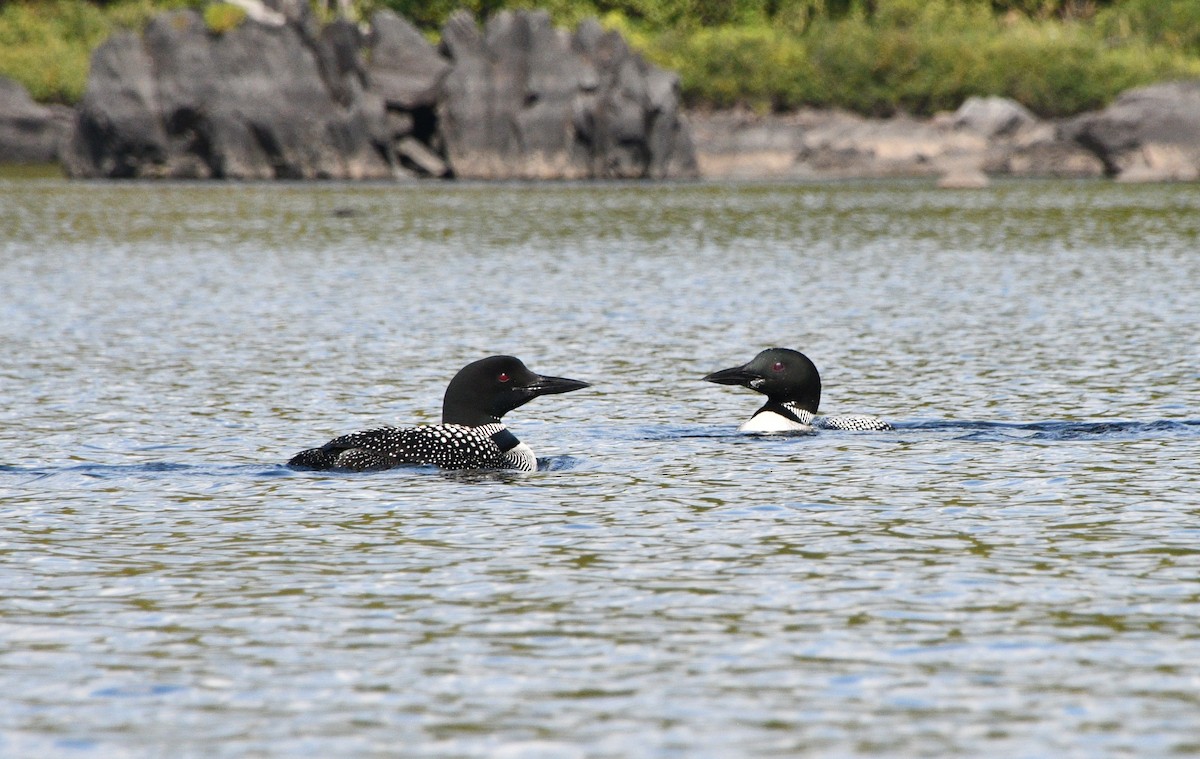 Common Loon - ML642031712