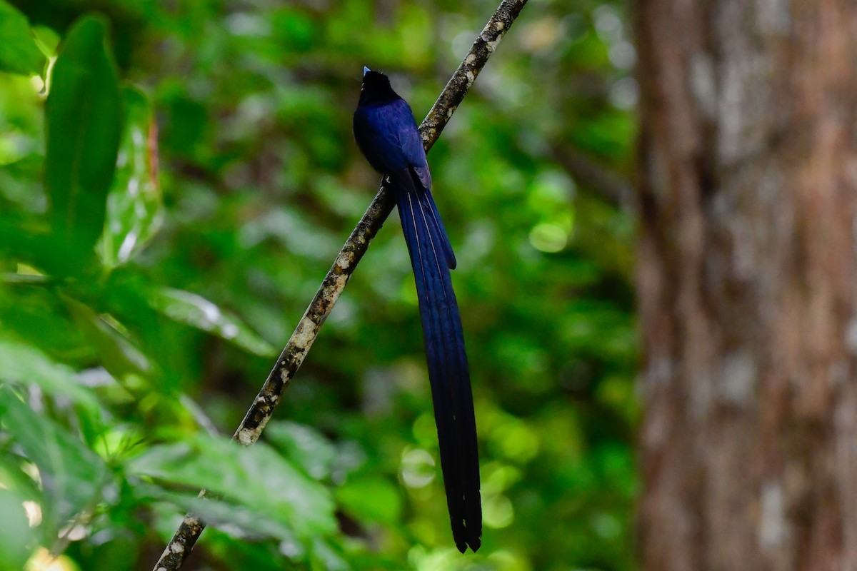 Seychelles Paradise-Flycatcher - ML642031714