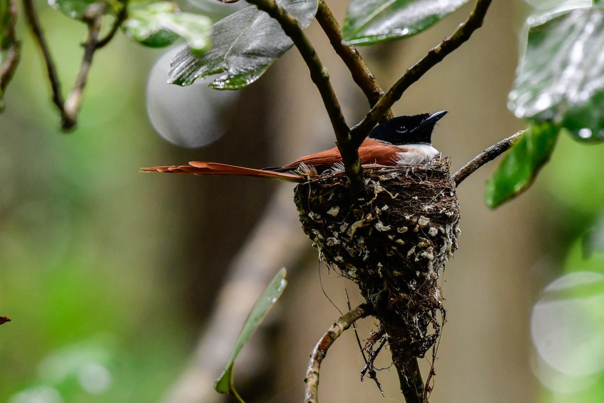 Seychelles Paradise-Flycatcher - ML642031715