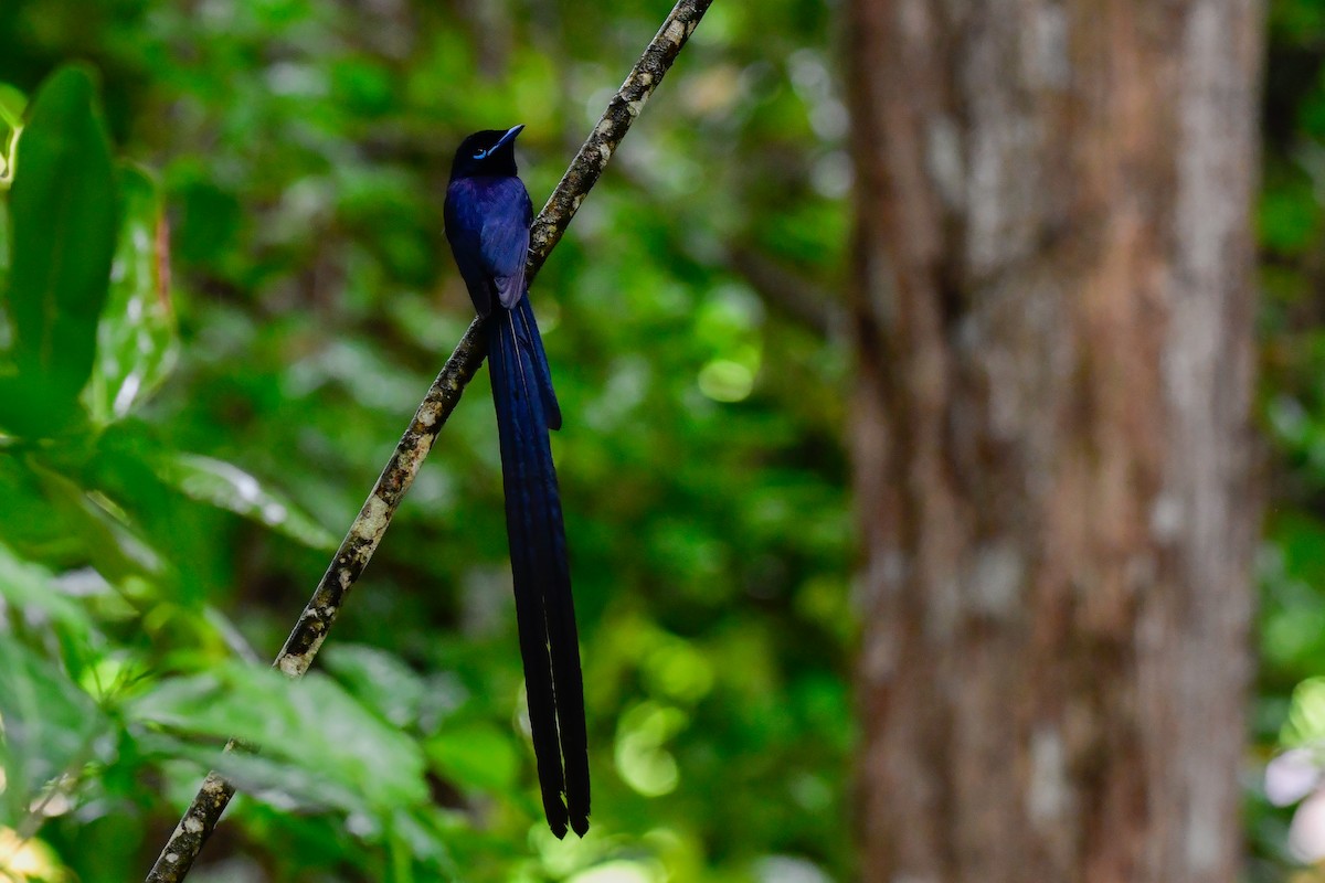 Seychelles Paradise-Flycatcher - ML642031716