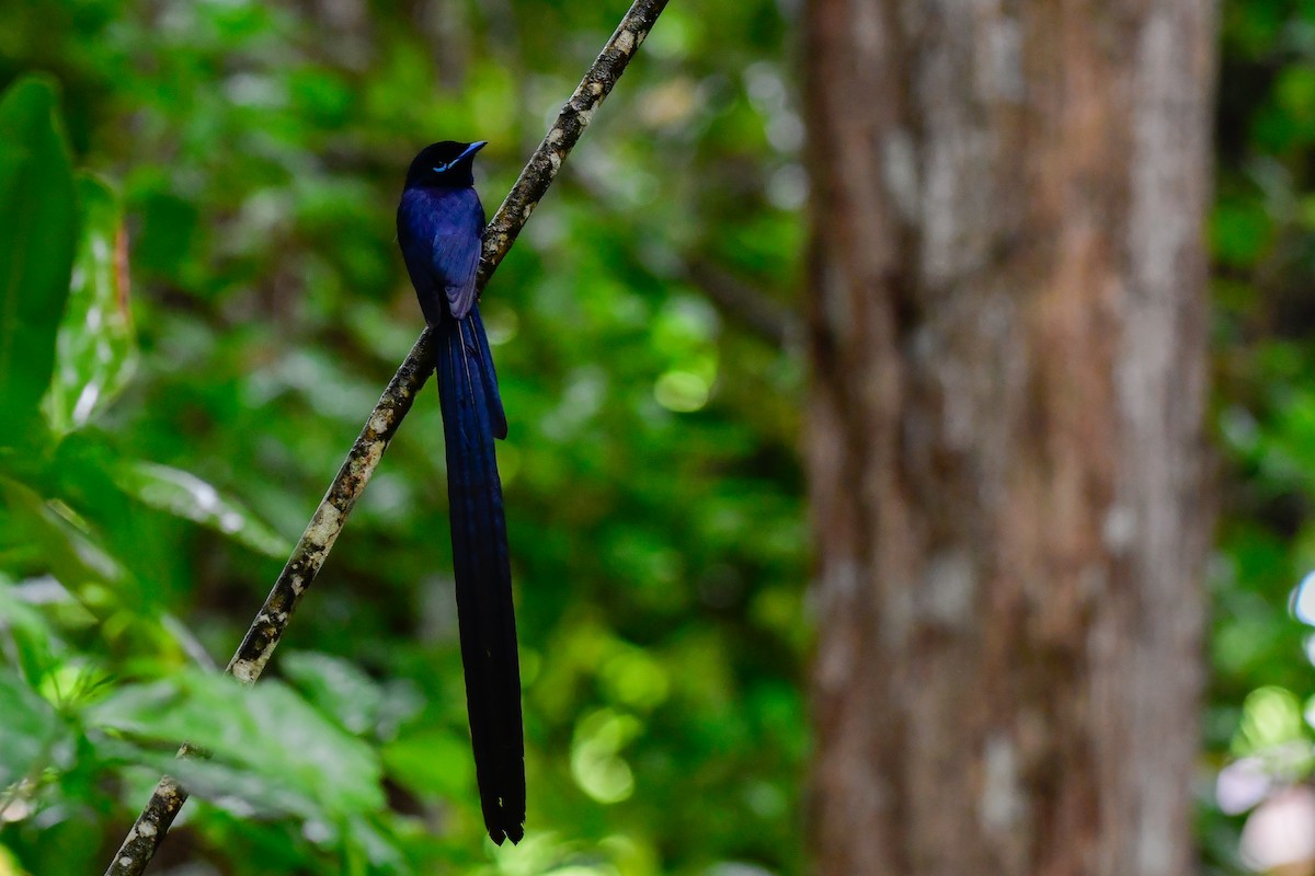Seychelles Paradise-Flycatcher - ML642031717