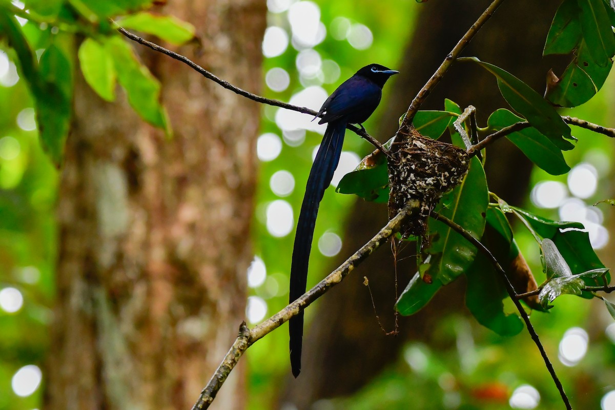Seychelles Paradise-Flycatcher - ML642031718