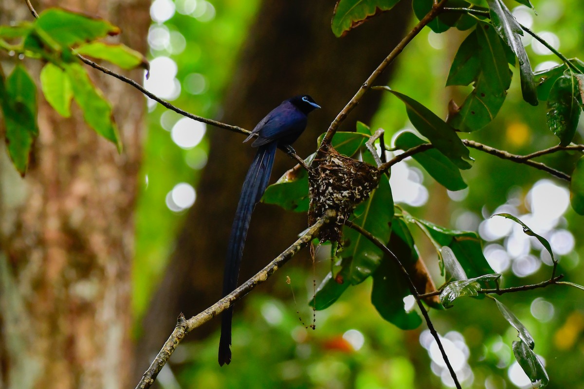 Seychelles Paradise-Flycatcher - ML642031719