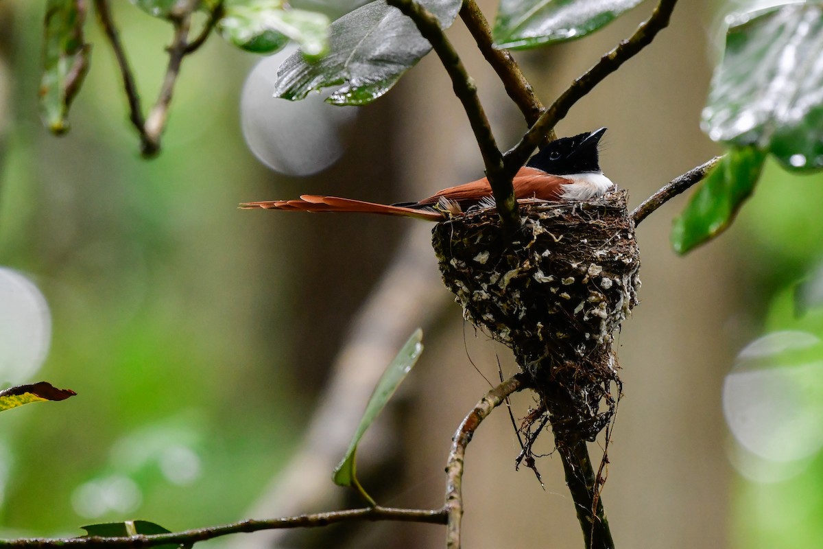 Seychelles Paradise-Flycatcher - ML642031720