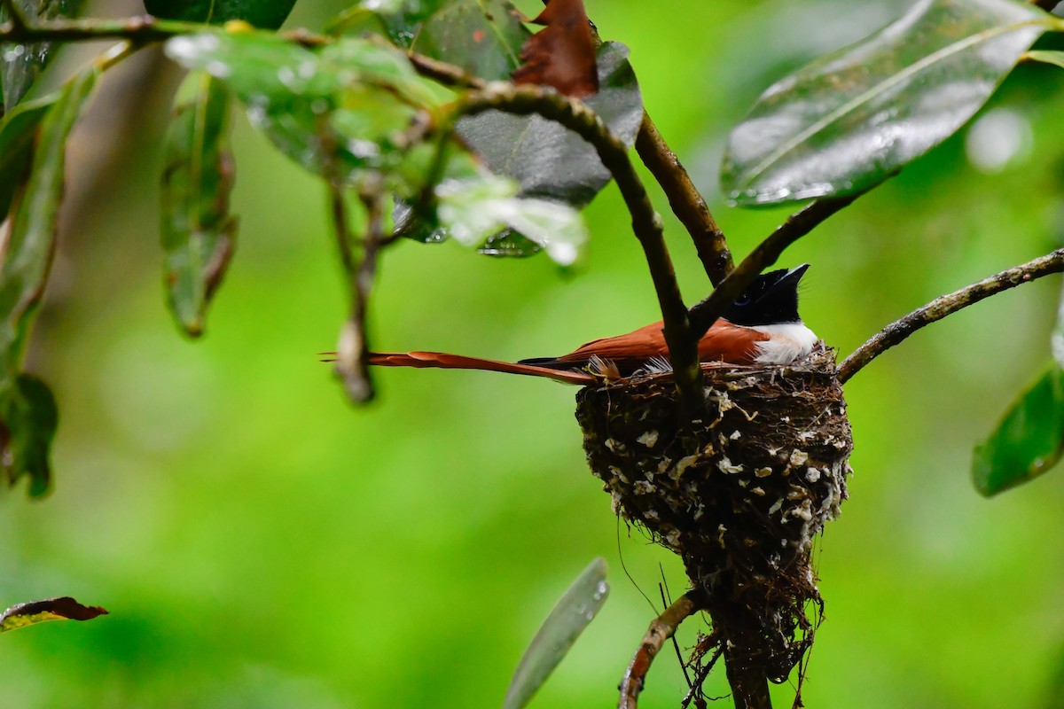 Seychelles Paradise-Flycatcher - ML642031721